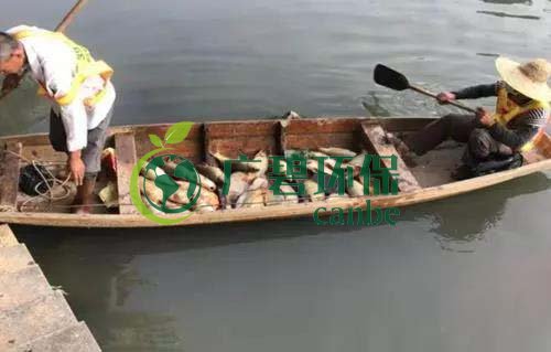 廣州旺旺食品廢水直排，永和河大量魚類死亡(圖1)